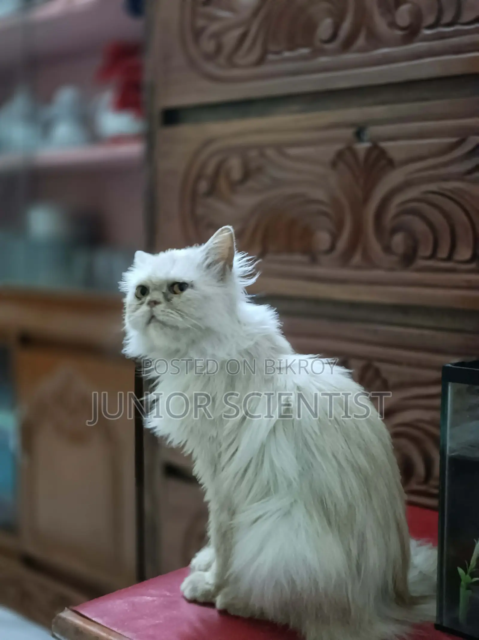 Punch face cat