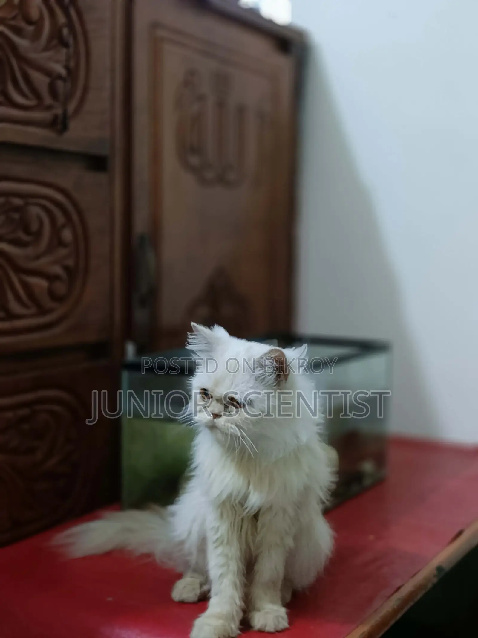 Punch face cat