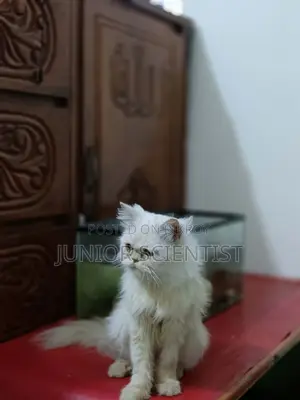 Punch face cat