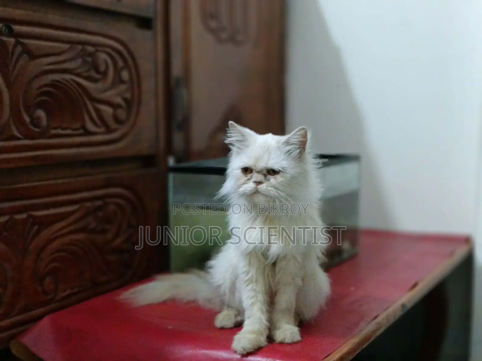 Punch face cat