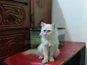 Punch face cat