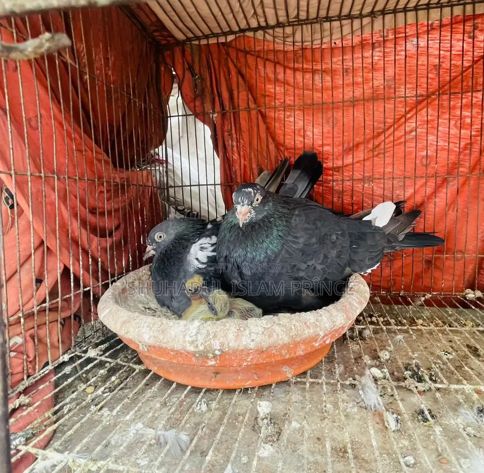 বাচ্চা সহ এক জোড়া রানিং কবুতর বিক্রি হবে