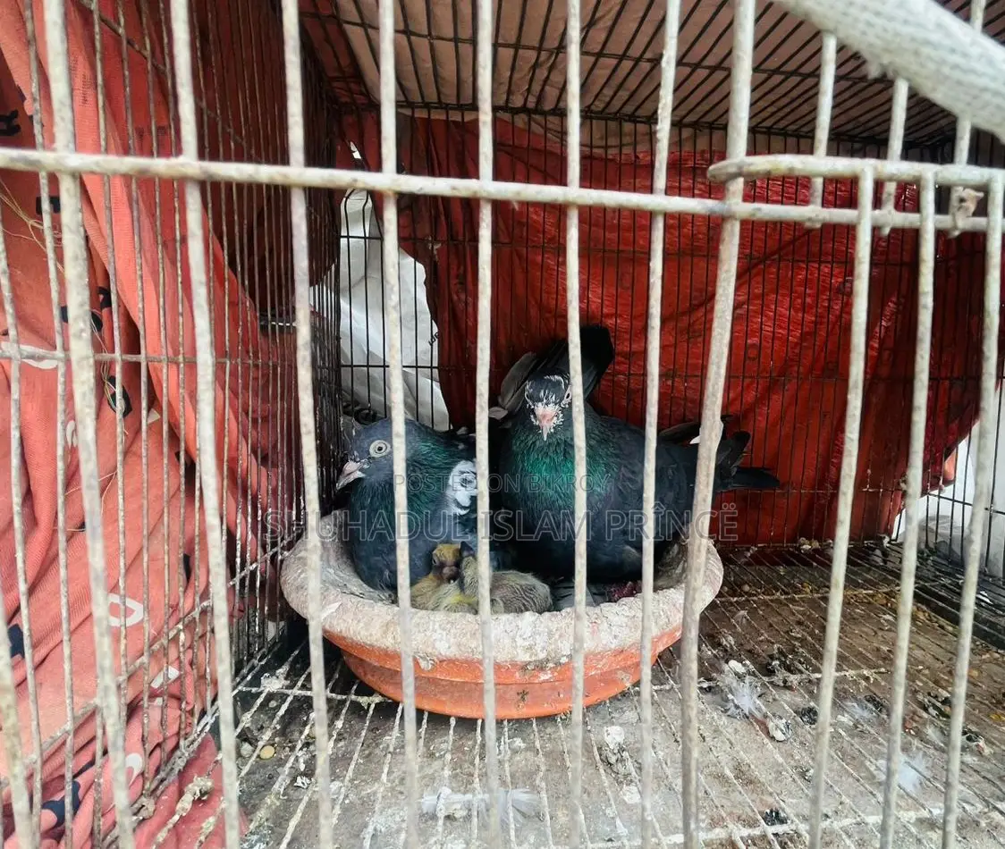 বাচ্চা সহ এক জোড়া রানিং কবুতর বিক্রি হবে