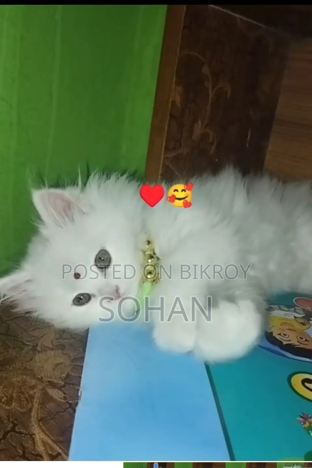 পার্শিয়ান বিড়াল ৩ কোট