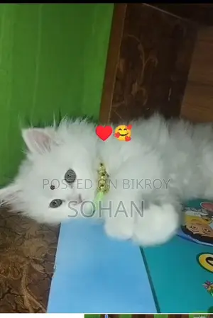 পার্শিয়ান বিড়াল ৩ কোট