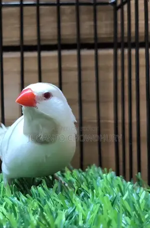 Albino Long Tail Runing Pair