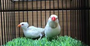 Albino Long Tail Runing Pair