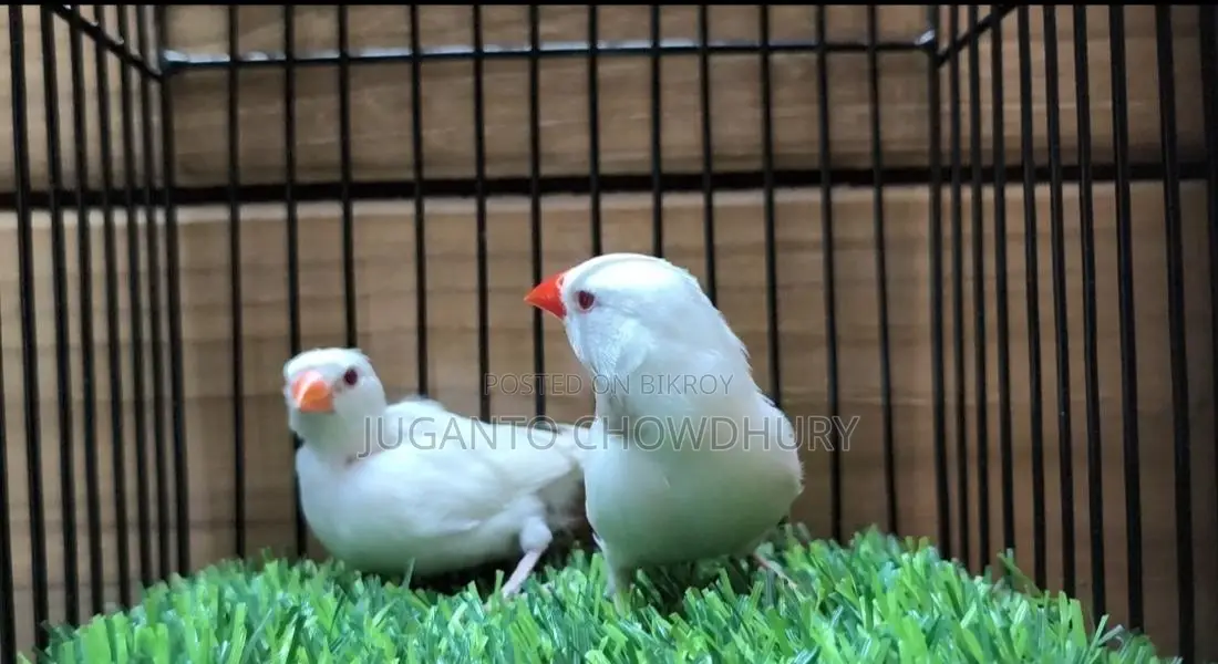 Albino Long Tail Runing Pair