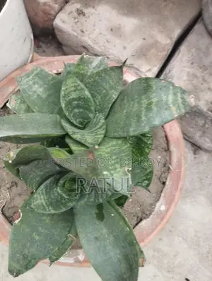 স্নেক প্ল্যান্ট।