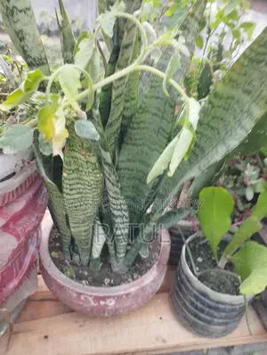 Snake Plant