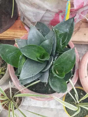 Snake Plant