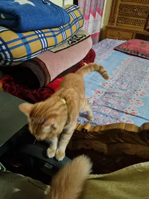 বিড়াল বিক্রি করব