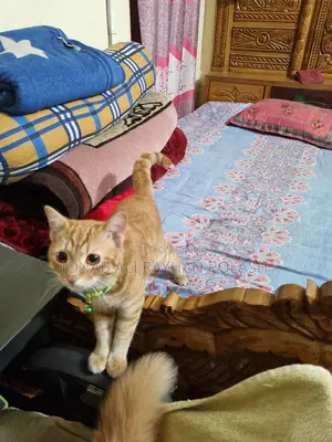 বিড়াল বিক্রি করব