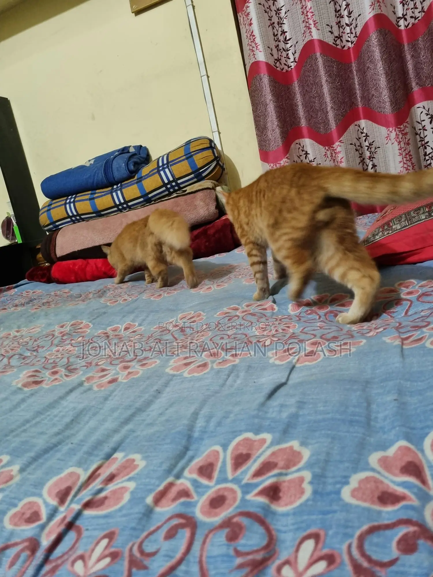 বিড়াল বিক্রি করব