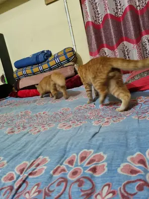 বিড়াল বিক্রি করব