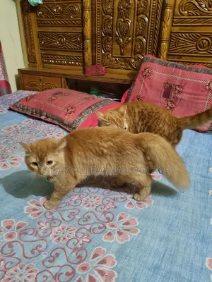 বিড়াল বিক্রি করব