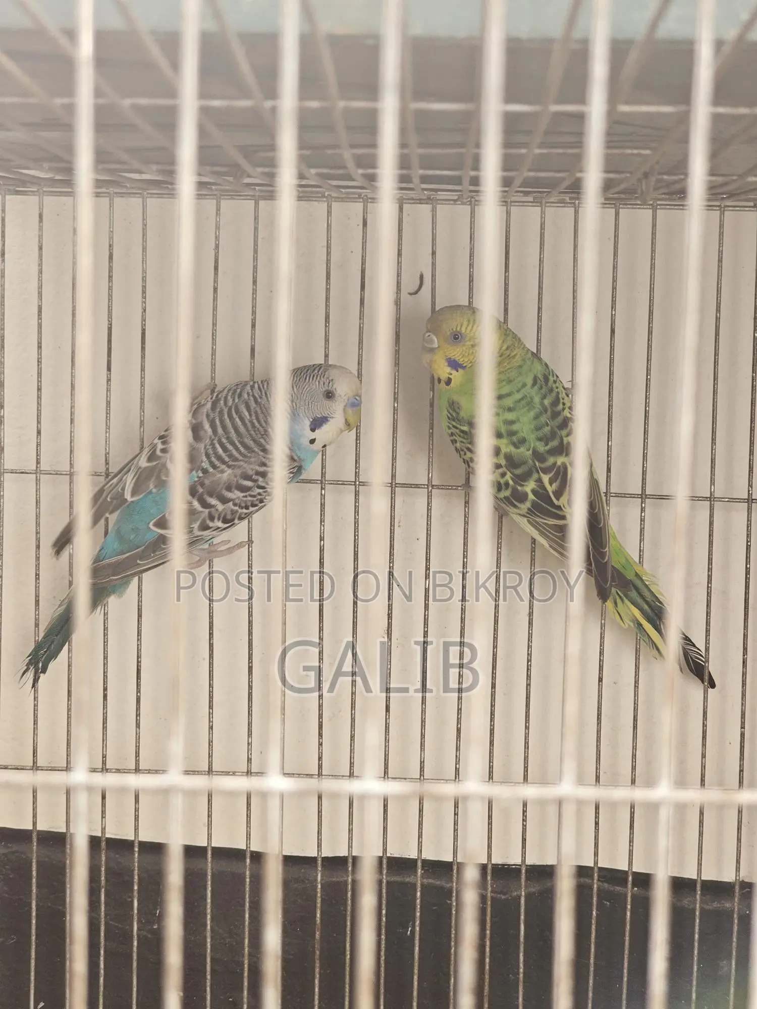 Budgie birds, fully adult