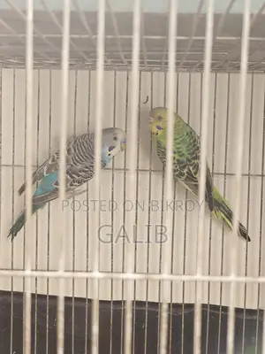 Budgie birds, fully adult