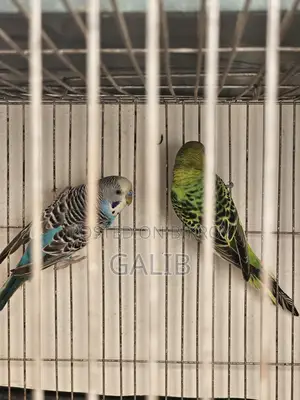 Budgie birds, fully adult