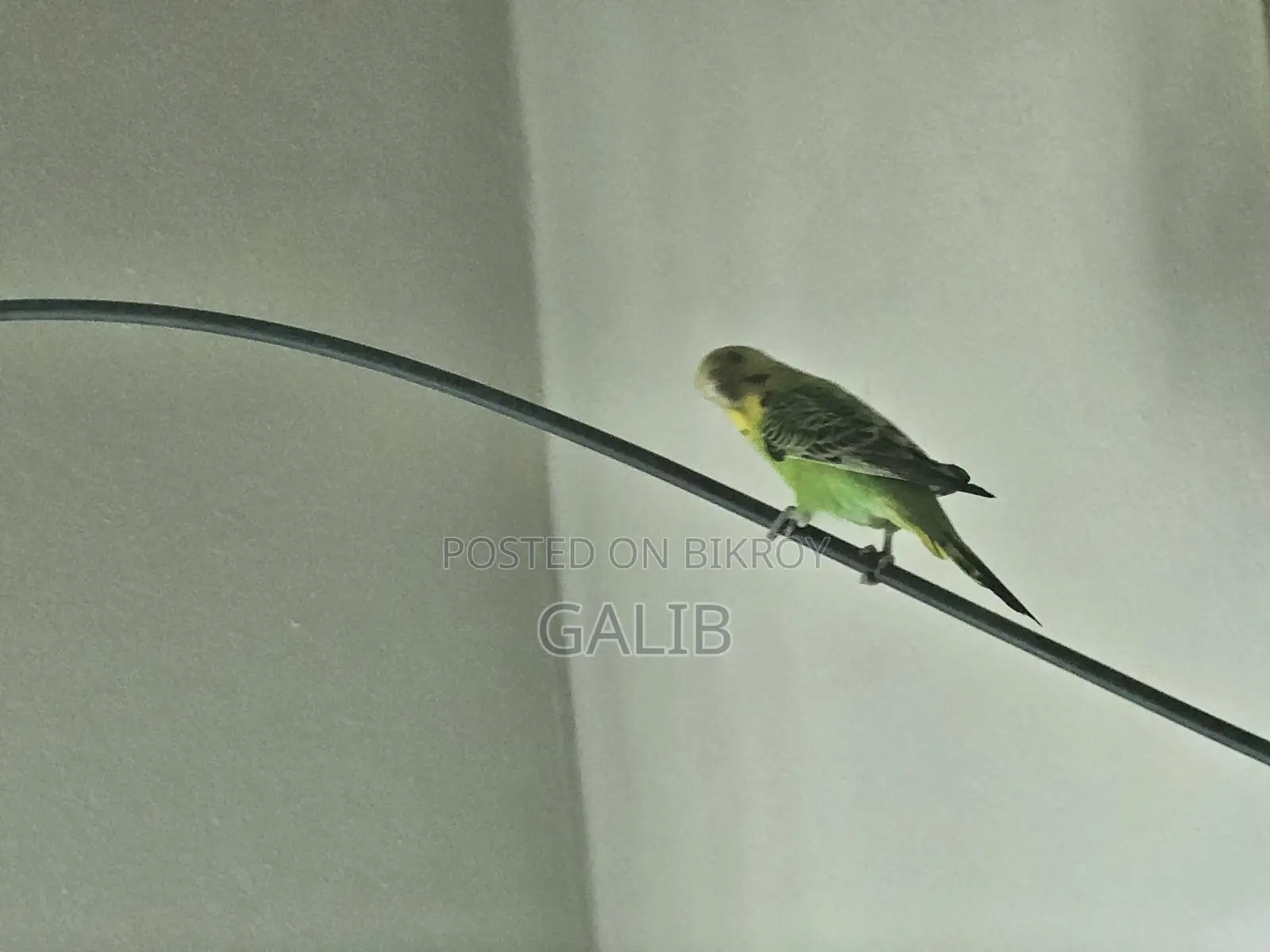 Budgie birds, fully adult