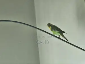 Budgie birds, fully adult