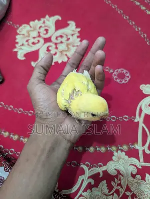 Love bird hand-fed baby