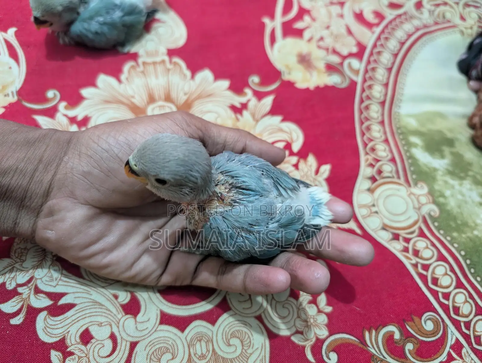 Love bird hand-fed baby
