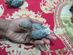 Love bird hand-fed baby
