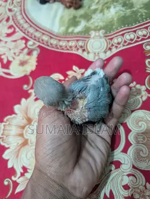 Love bird hand-fed baby
