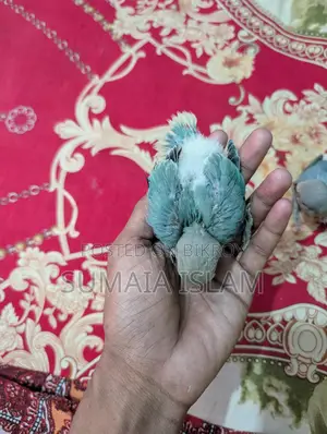 Love bird hand-fed baby