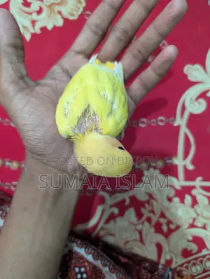 Love bird hand-fed baby