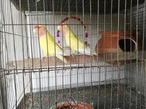 Love Bird