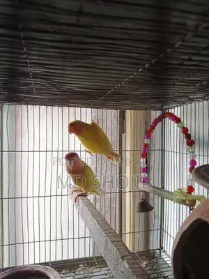 Love Bird