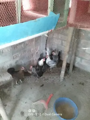 Original Egyptian Fayoumi Chicken