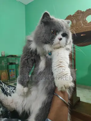 Pure Persian Cat