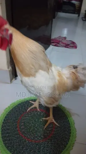 সাদা মোরগ