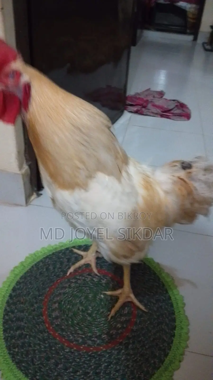সাদা মোরগ