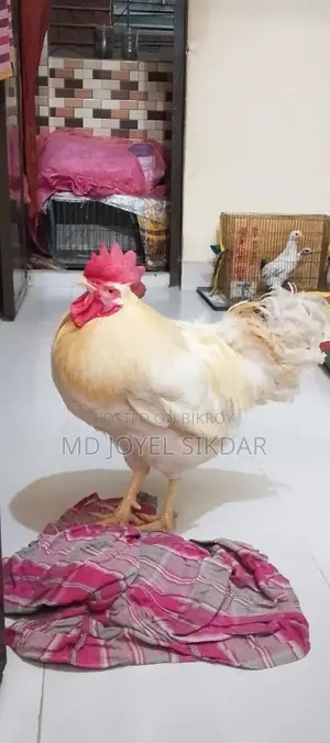 সাদা মোরগ