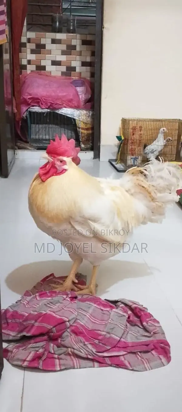 সাদা মোরগ