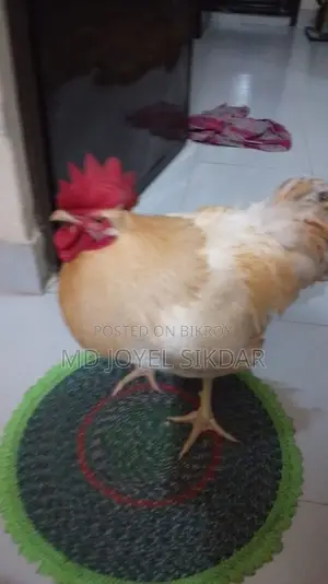 সাদা মোরগ