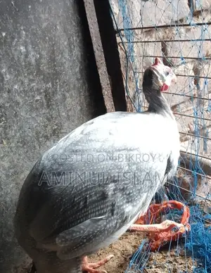 A pair of Guinea Fowl for sale