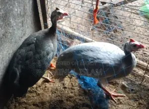 A pair of Guinea Fowl for sale