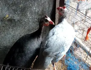 A pair of Guinea Fowl for sale