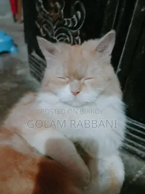 Persian Male Kitten