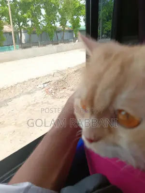 Persian Male Kitten