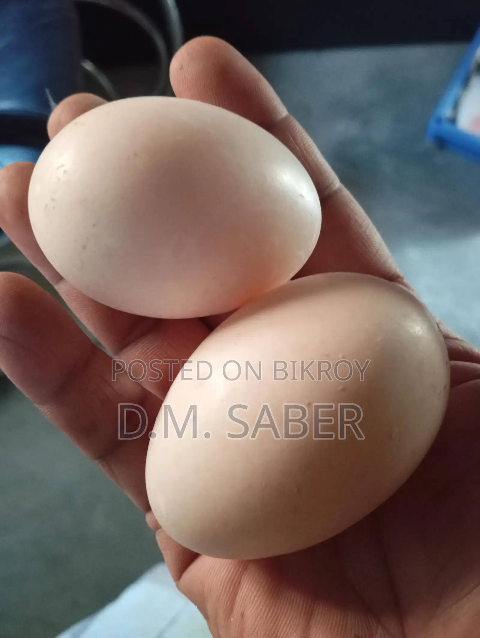 Muscovy Duck Eggs