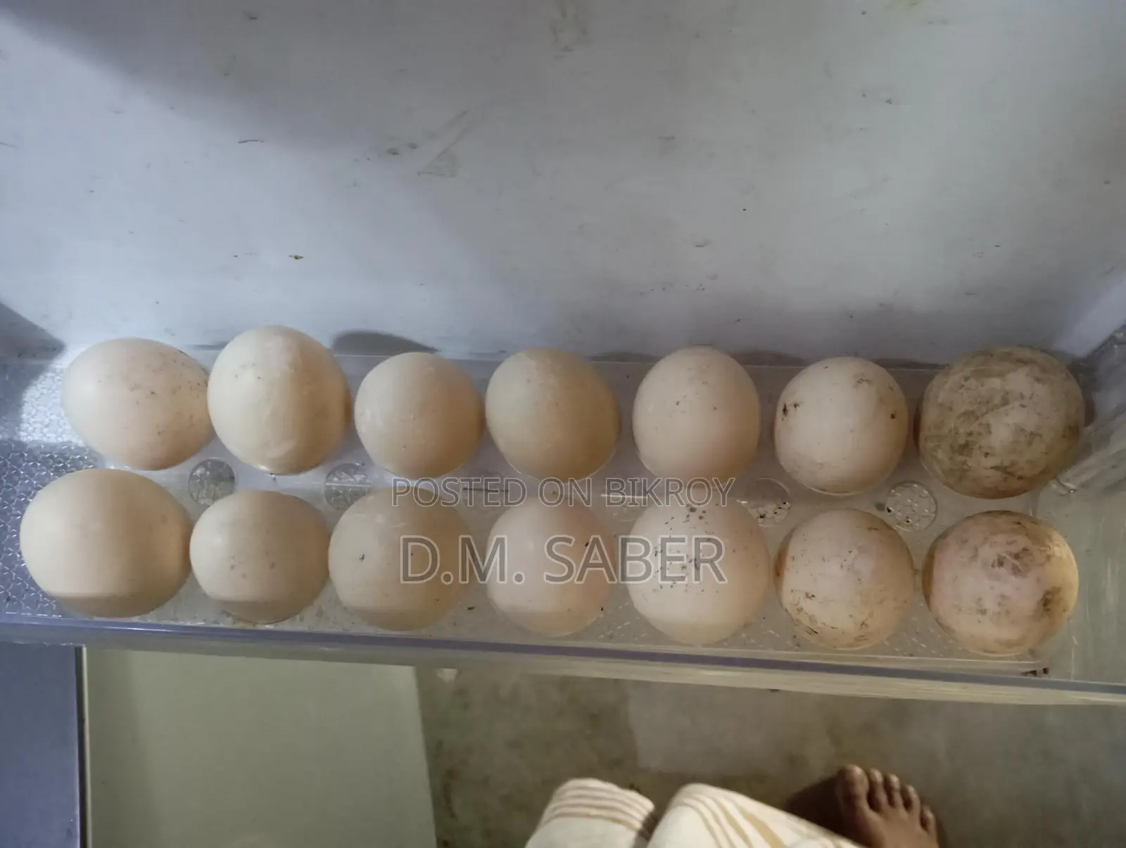 Muscovy Duck Eggs