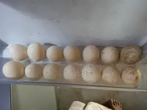 Muscovy Duck Eggs