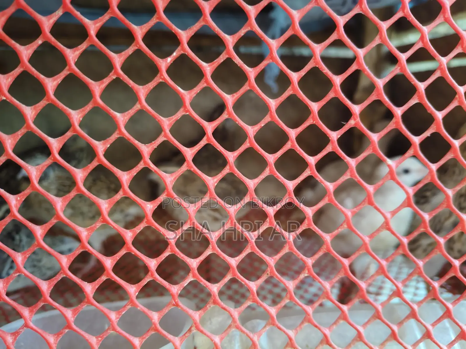 Quail Birds