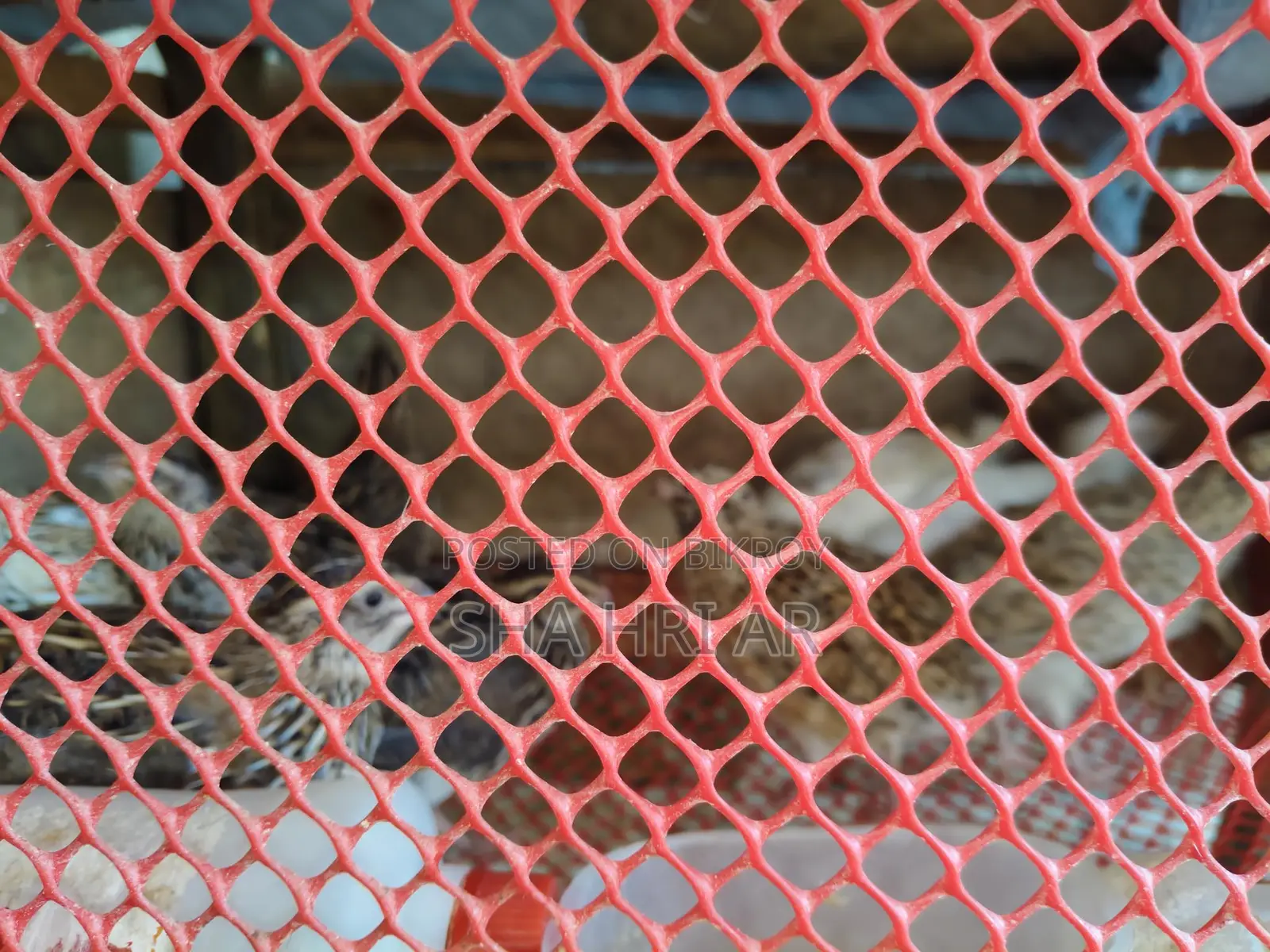 Quail Birds